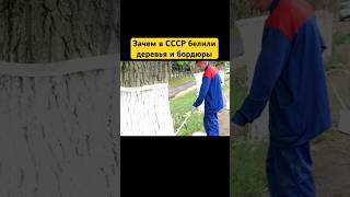 Зачем в СССР белили деревья и бордюры? #shorts