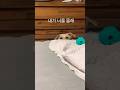 아이고 무서운 강아지