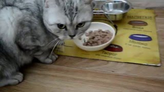 Кот Кефир в рекламе Whiskas =) Кот Кефир в рекламе Whiskas =)