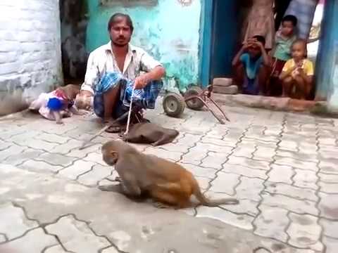 madaari-bandar-aur-bandariya-ka-khel//monkey-dance-in-india