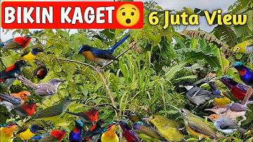Edisi Mikat Burung Kolibri Ninja/Konin Sampai Dibikin Repot