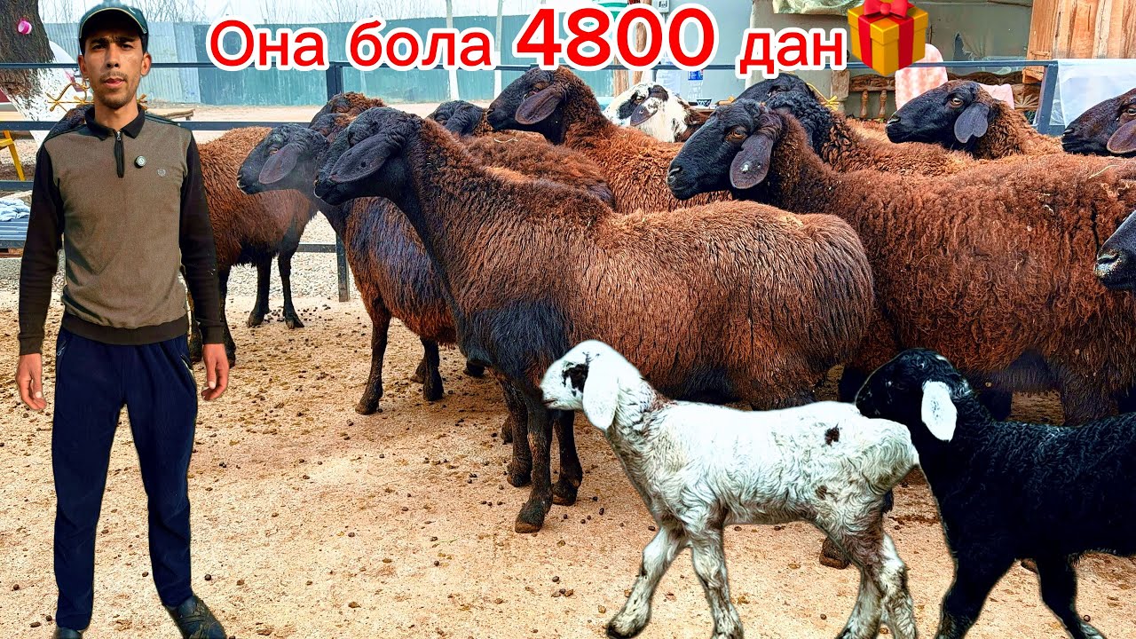 4800 га она бола қўй🔥йош бўғоз қўйлар