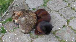 🐈❤️#catlovers #music #catlife #cat #funnyanimals #кіт #cake #funny #pisica #cats ❤️ by Our cute Cats - Наші милі Котики 379 views 4 weeks ago 2 minutes, 24 seconds