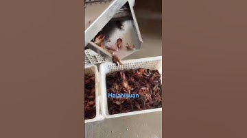 Weight sorting machine #seafoodprocessing #food #fishprocessing #seafood #fishing #foodmachine