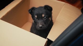 Подкидыш Подкидыш