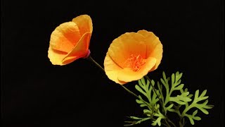 California poppy, golden cup, eschscholzia californica is native to
but found along the entire western coast of united states...