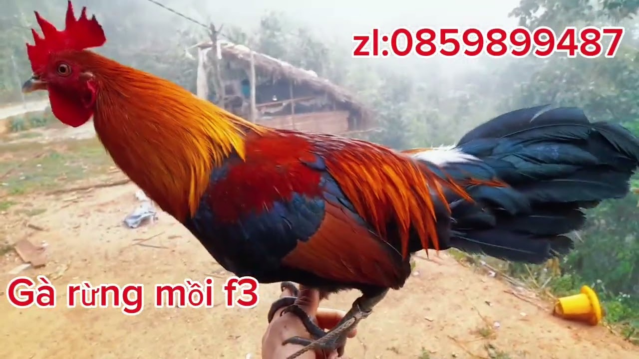 Gà rừng mồi f3/ qaib dib npaj rau 2026 nyiam no hu rau kuv nawb