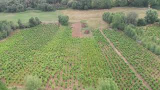 Last Visit to Our Vineyard at Requeixada (Valtuille de Abajo)