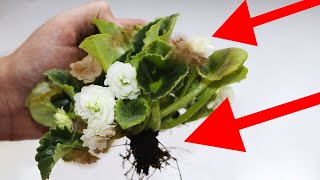 видео: НЕЛЬЗЯ ОСТАВИТЬ ФИАЛКУ В ТАКОМ СОСТОЯНИИ! Реанимация фиалки ПОНЯТНЫМ И ПРОСТЫМ СПОСОБОМ картинка: НЕЛЬЗЯ ОСТАВИТЬ ФИАЛКУ В ТАКОМ СОСТОЯНИИ! Реанимация фиалки ПОНЯТНЫМ И ПРОСТЫМ СПОСОБОМ