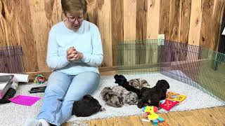Melody's Schnoodle puppies August 10, 2026