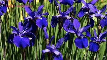 built-in-dataframes in R/ iris dataset in R