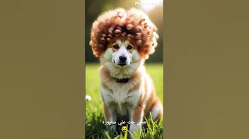 عيني جت علي سنيوره Cute Funny Cat Petdance Doglover Dog Doglife Dancer رقص بنات Bhojpuri Baby 
