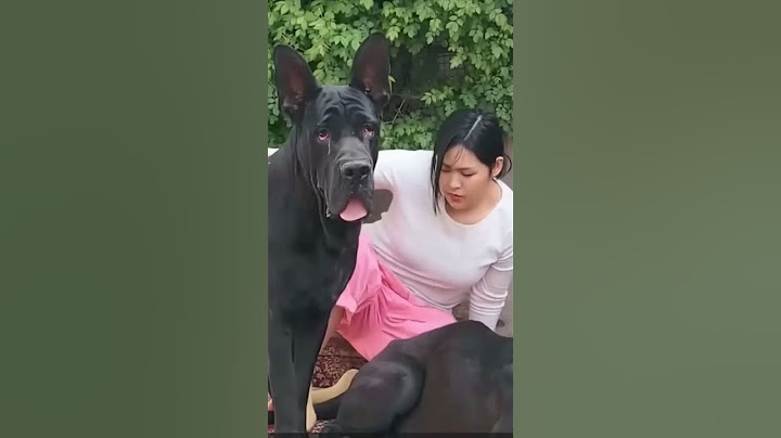 Saint Bernard excited to see owner, so CUTE ! #shorts #dogmom #cutemoments. #cutedog #minidoodle