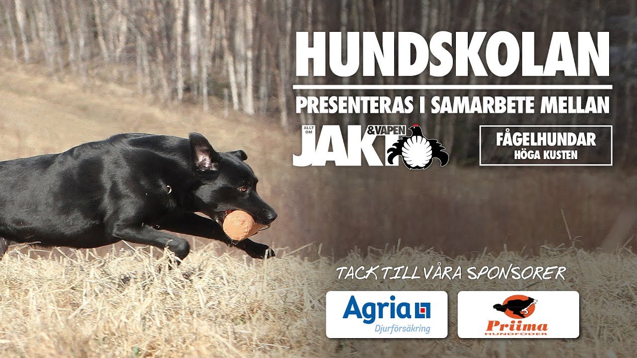 Hundskolan: Lydnadsapportering - Inledande övningar