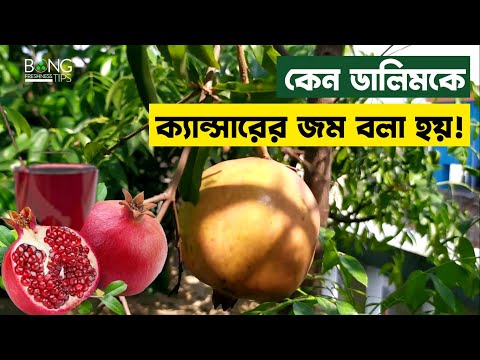 ভিডিও: ডালিম কেন খাবেন