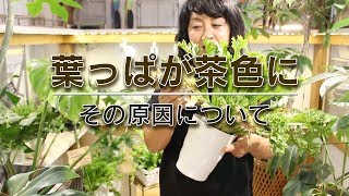 55 葉っぱが茶色になる原因について Youtube