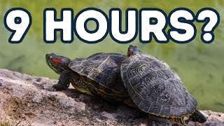 How Long Should A Pet Turtle Bask?