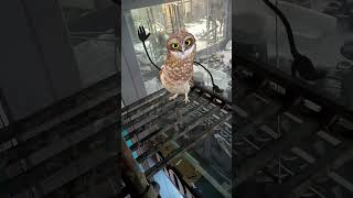 coco beast fire character dancing owl dance for labubu granny chapter 3 gta 5 player game pubg