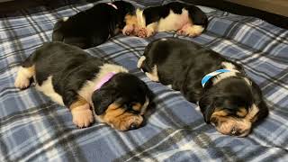 Oh So Twitchy 💤 by BassetBottomBassets European Basset Hound Puppies 426 views 1 year ago 59 seconds