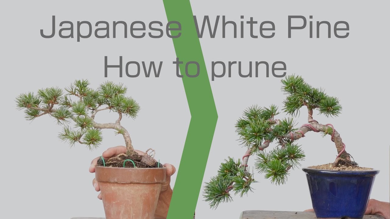 五葉松の製姿｜桝見朋広