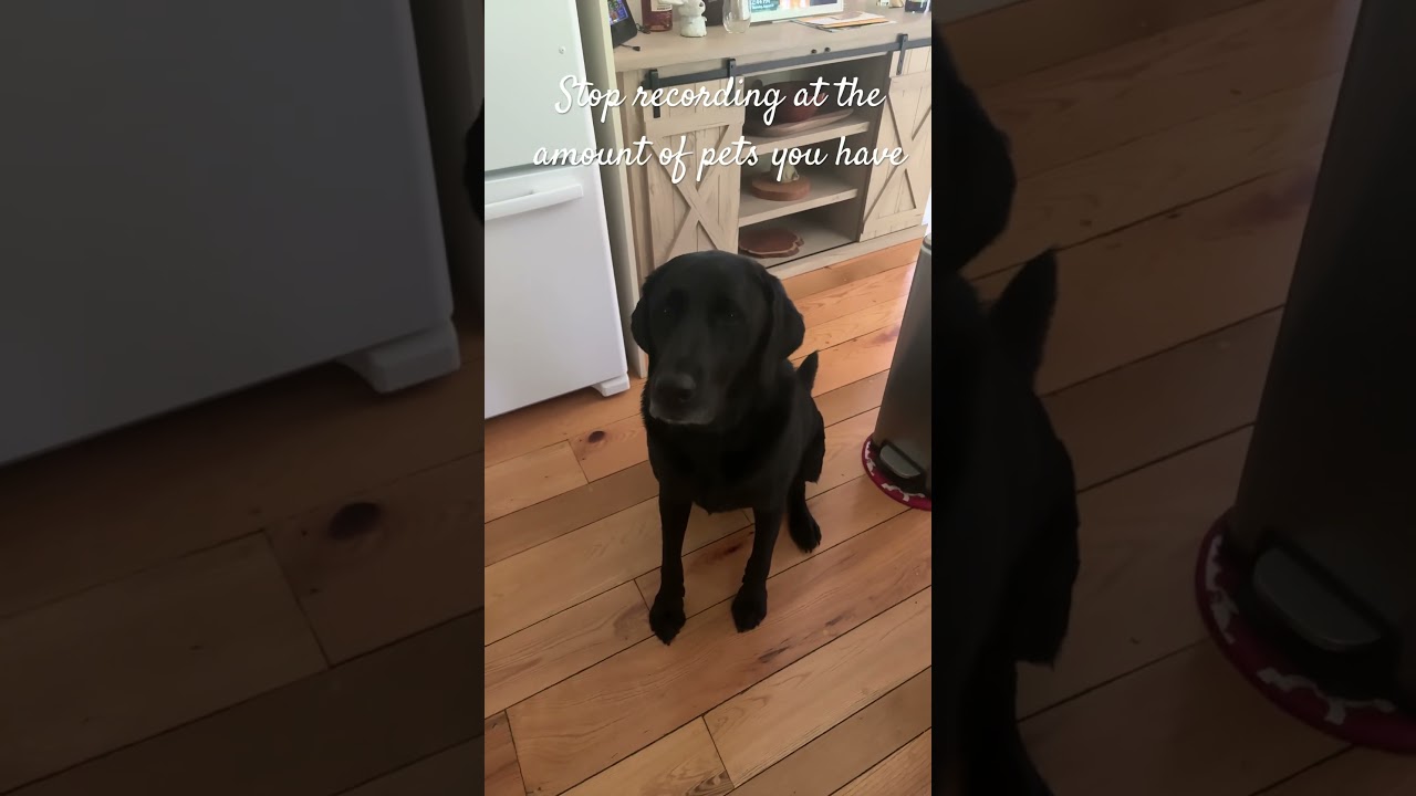 Luna Scout Buster and our new newest dog and she’s my dog Clemmie aka Clementine ￼