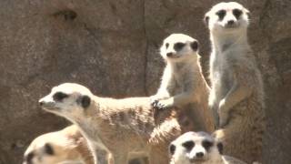 Meerkat gets busted for public urination! screenshot 4