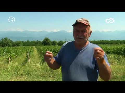 კისისხეველი მევენახე