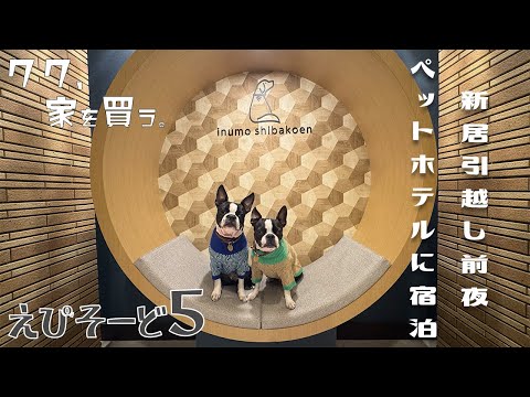 【ボストンテリア】クク家を買う🏠えぴそーど5