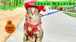 Daisy's Diary: #14 How to Walk Your Cat on a Leash, Harness & Leash Train/Walk Cat, Compilation, 4K