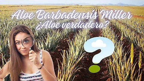 Aloe Barbadensis Miller o Aloe verdadero