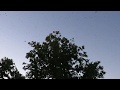 Golondrinas en bandadas en el cielo de Gualeguaychú !
