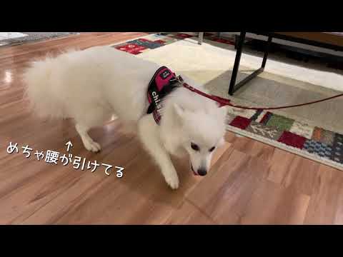 フローリング床が苦手な日本スピッツちぃ。/ Japanese Spitz who is not good at smooth floors