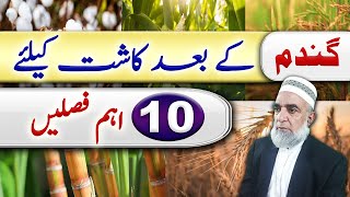 Which crop should be cultivated after wheat crop || Crop Reformer