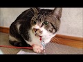 【閲覧注意・大量出血】動物病院で診察順番待ち　出血がとまらない猫　リキちゃん　2014/12/30　【リキちゃんねる　猫動画】 破歯細胞性吸収病巣 Bleeding does not stop.