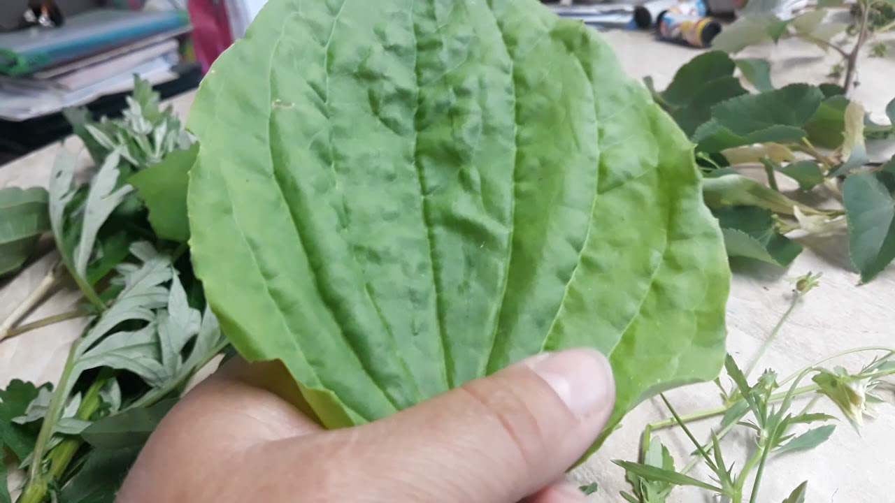 🌱Сбор трав в начале ИюНя. Какие травы собирать.🤔 - YouTube