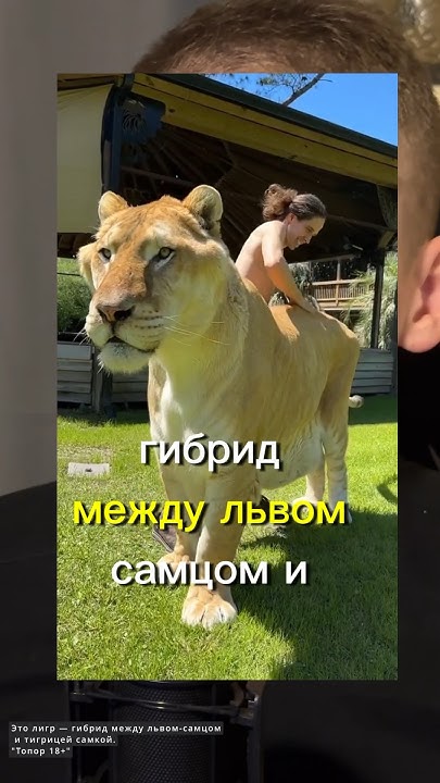 Что за лев этот тигр ? #шортс #новости #чтозалевэтоттигр #тигр #лев ...