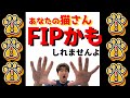 あなたの猫さん、FIPかもしれませんよ。FIPの診断＠猫伝染性腹膜炎（FIP）治療の実際 2024年⑩