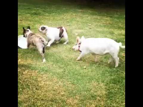 Cute Pig Thinks She is Just Part of the Pack