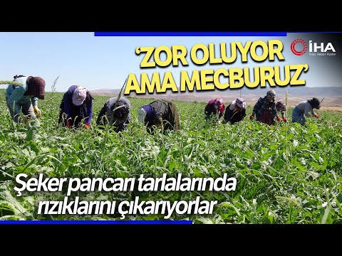 Yozgat’ta Mevsimlik Tarım İşçileri Şeker Pancarı Tarlalarında Rızıklarını Çıkarıyor