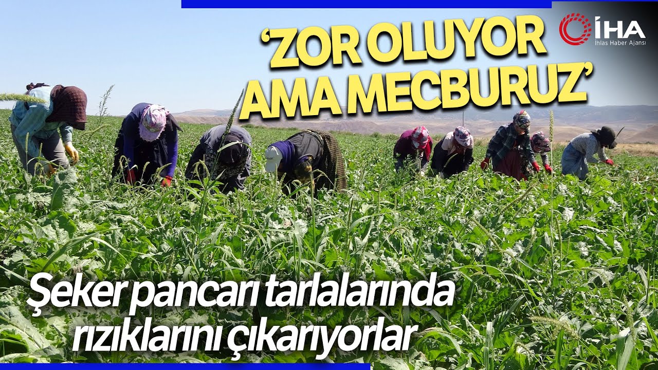 Yozgat’ta Mevsimlik Tarım İşçileri Şeker Pancarı Tarlalarında Rızıklarını Çıkarıyor