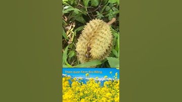 Tham quan vườn Sầu Riêng chín rụng #kenhcuaquang #quangroup