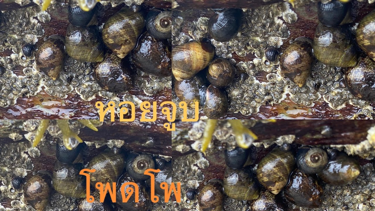 #EP1.สุดยอดมาเก็บหอยจูบ!!#สุดยอด  #เยอะมาก #โพดโพ at the ocean picking snails!! #snail from#usa