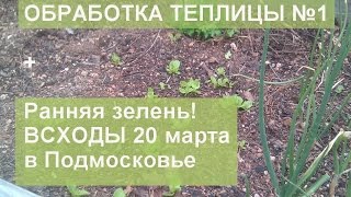 Теплица весна! Обработка от фитофторы, первые всходы в марте! Теплица весна! Обработка от фитофторы, первые всходы в марте!