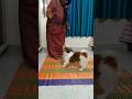 Mummy playing with ammu #dog #pets