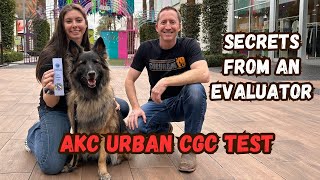 AKC Urban CGC Test: HOW TO PASS!