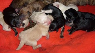 Rhodesian Ridgeback mixed Pitbull Terrier puppies by Just a Foster Cat Mom 93 views 1 month ago 1 minute, 8 seconds