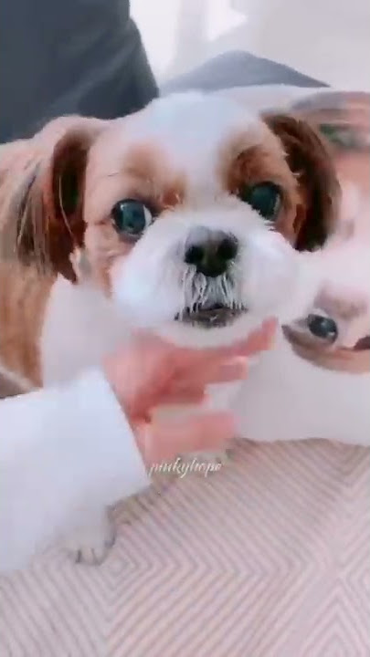 Jhope's Dog VS Jin's Dog🤣| #Bts #Btsshorts #Shorts #Jhopeshorts #Jinshorts
