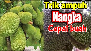 Cara memaksa agar pohon nangka mini cepat berbuah lebat