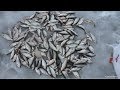 ДА ЗДЕСЬ РЫБЫ БОЛЬШЕ ЧЕМ СНЕГА В СИБИРИ!рыбалка на крупную плотву и окуня ловля плотвы на мормышку