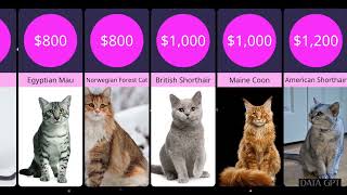 Top 20 Most Expensive Cat Breeds in the World | Pets | 2023 | Cats
